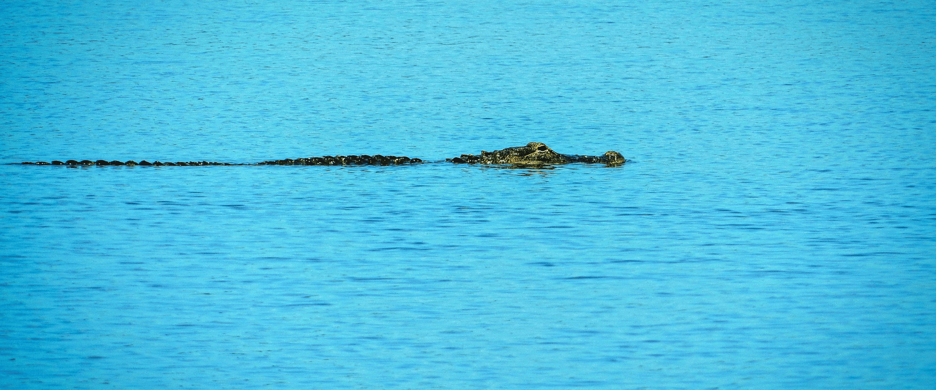 saltwater croc in water