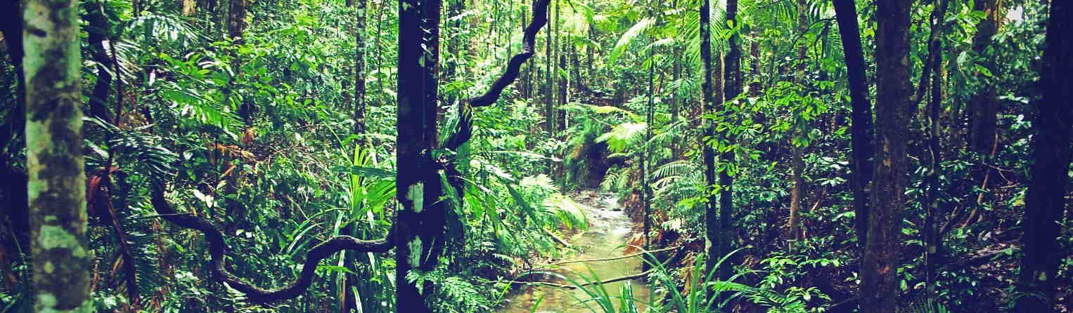 Virtual Tour of Daintree Rainforest