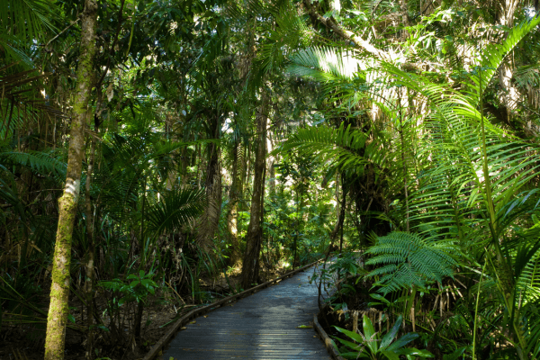Learn About The Plants Of The Daintree Rainforest Learn About The Plants Of The Daintree Rainforest