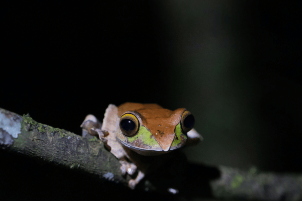 frog on a tree at night time