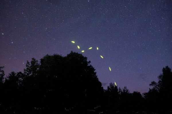 fireflies in night sky